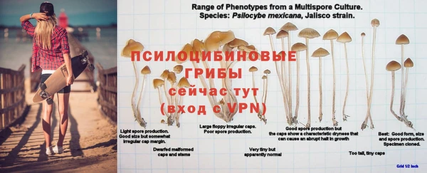 ешки Аркадак